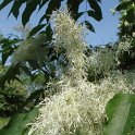 Fraxinus ornus fleur